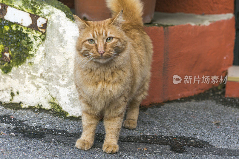 一只流浪猫在土耳其伊斯坦布尔的anadolukavagi beykoz大街